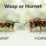 wasp or hornet